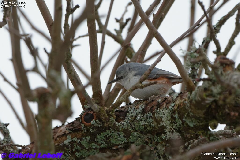 Eurasian NuthatchFirst year