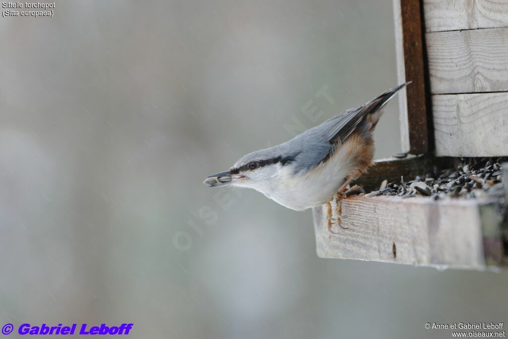 Eurasian Nuthatch