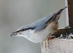 Eurasian Nuthatch