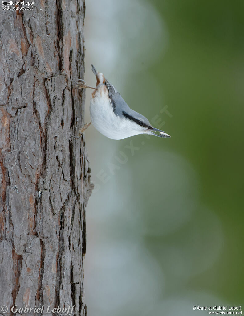 Eurasian Nuthatch