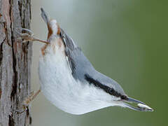 Eurasian Nuthatch