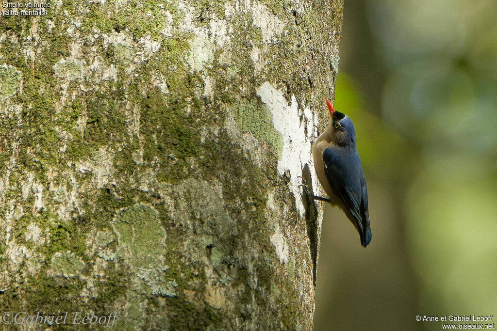 Sittelle veloutée