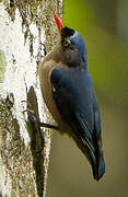 Velvet-fronted Nuthatch