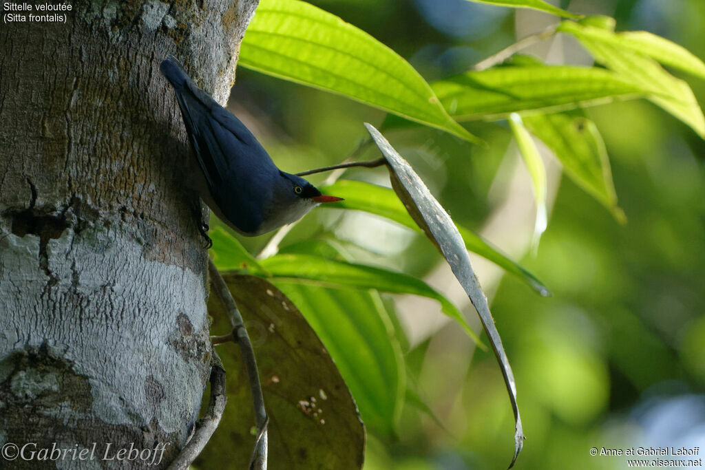 Velvet-fronted Nuthatch