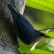 Velvet-fronted Nuthatch