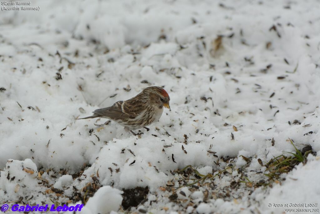 Common Redpoll female