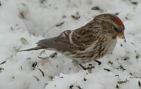 Common Redpoll