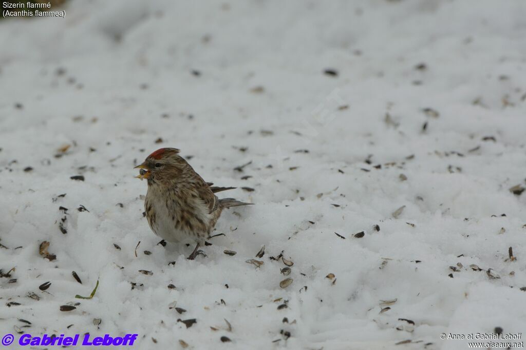 Common Redpoll female