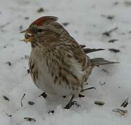 Common Redpoll