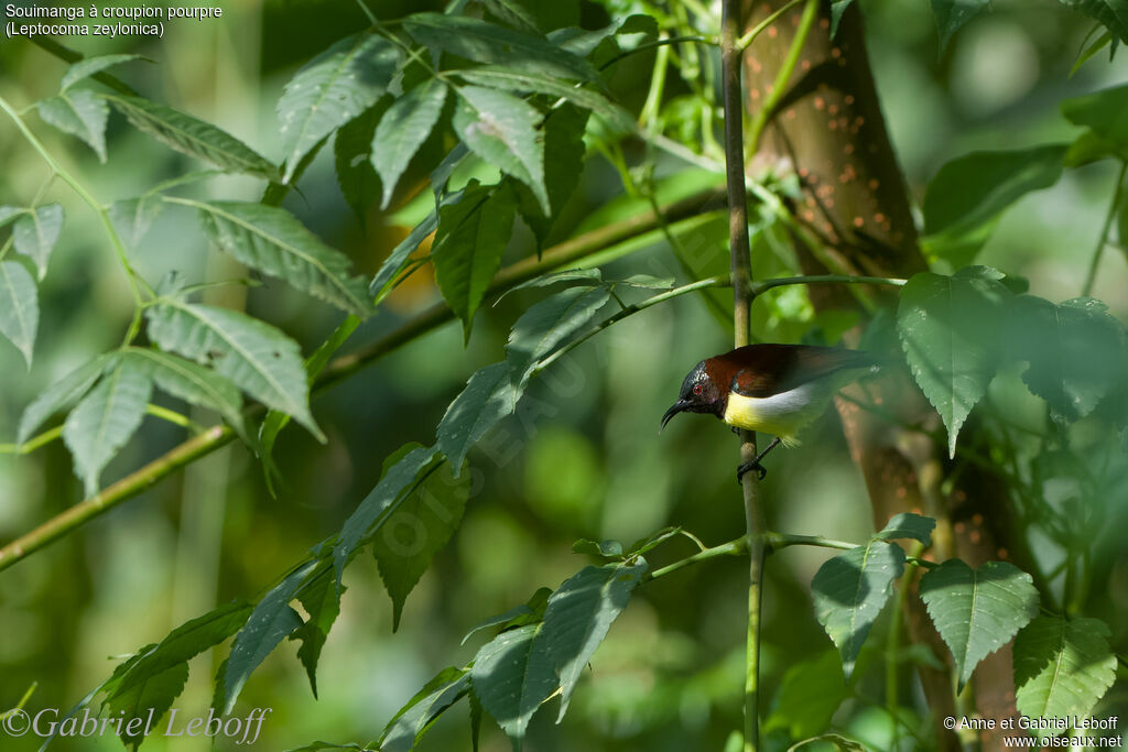 Purple-rumped Sunbird male