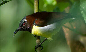 Purple-rumped Sunbird