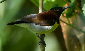 Purple-rumped Sunbird