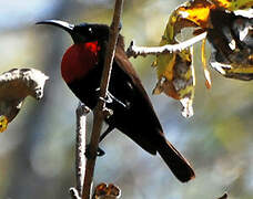 Scarlet-chested Sunbird