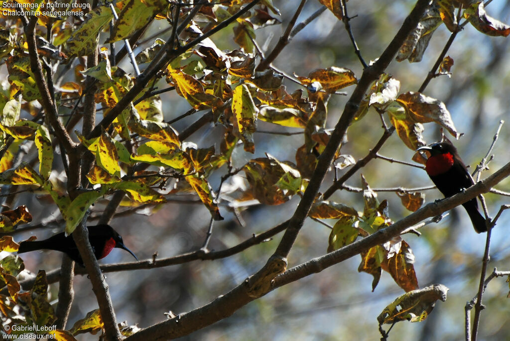 Scarlet-chested Sunbird