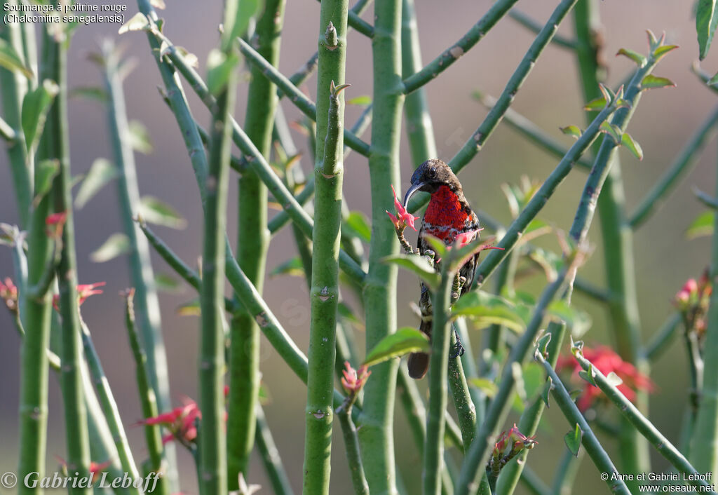 Souimanga à poitrine rouge mâle immature