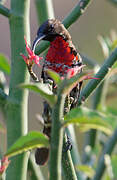 Scarlet-chested Sunbird