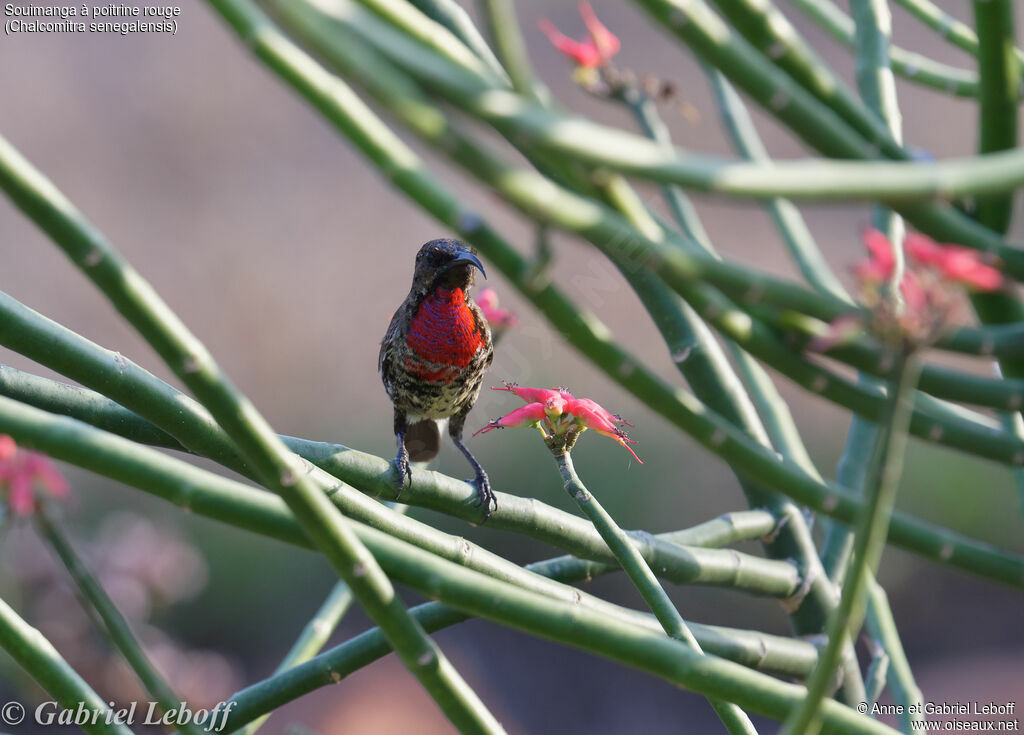 Scarlet-chested Sunbird male immature