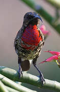 Scarlet-chested Sunbird