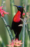 Scarlet-chested Sunbird