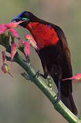 Scarlet-chested Sunbird