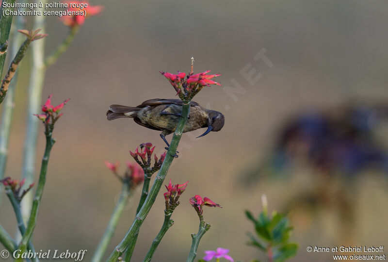 Scarlet-chested Sunbird female