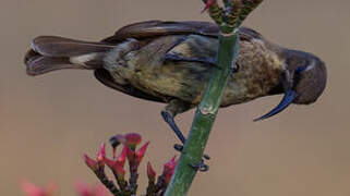 Scarlet-chested Sunbird