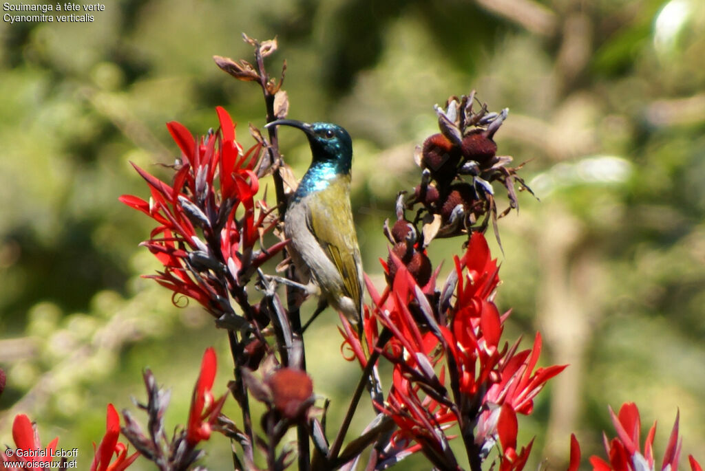 Green-headed Sunbird