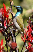 Green-headed Sunbird