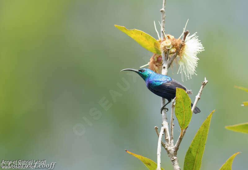 Malagasy Green Sunbird male adult, identification