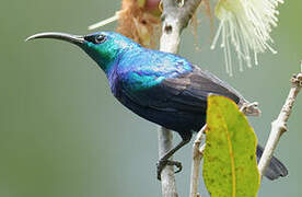 Malagasy Green Sunbird