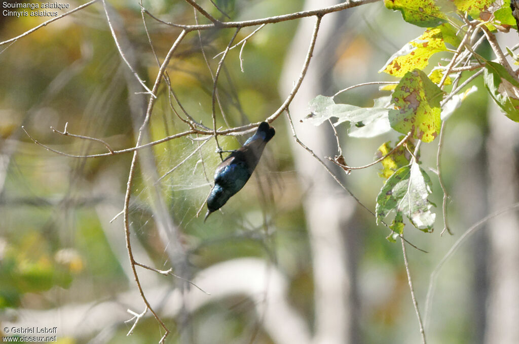 Purple Sunbird