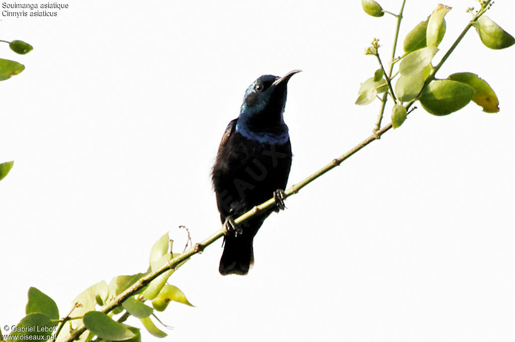 Purple Sunbird male