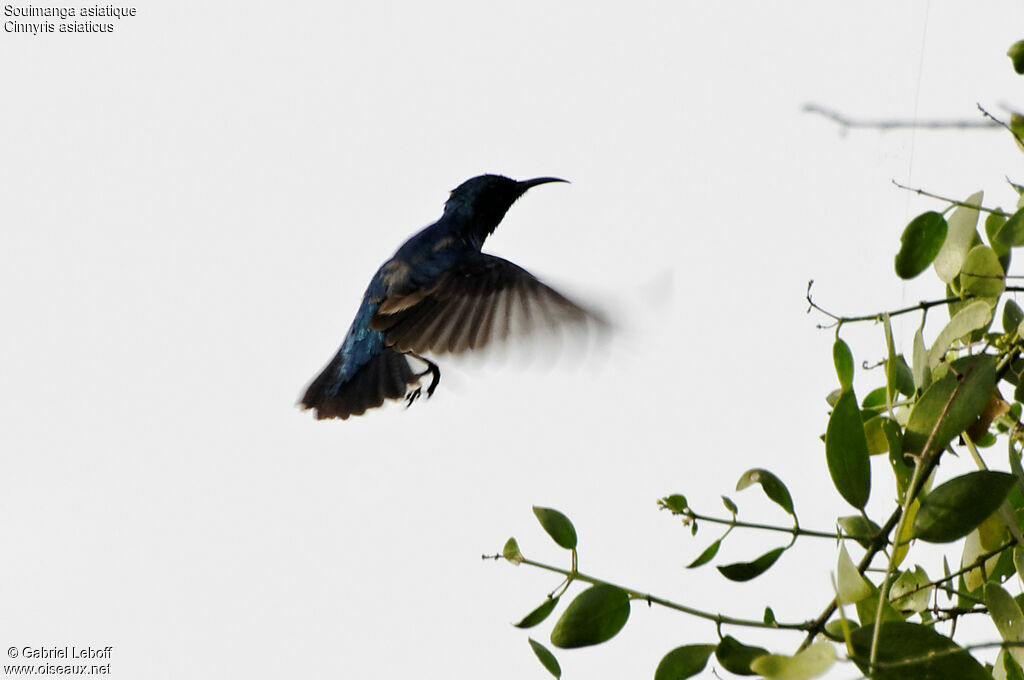 Purple Sunbird male