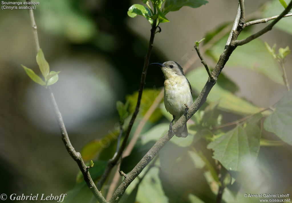 Purple Sunbird female