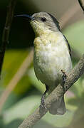 Purple Sunbird