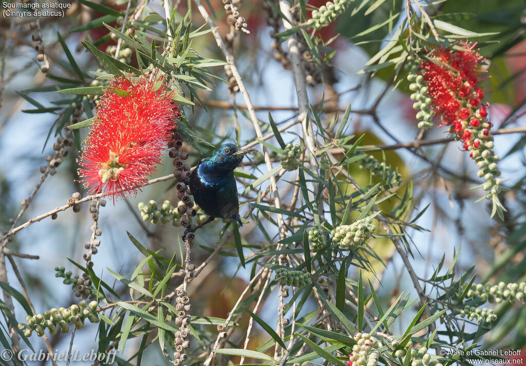 Purple Sunbird male