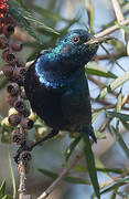 Purple Sunbird