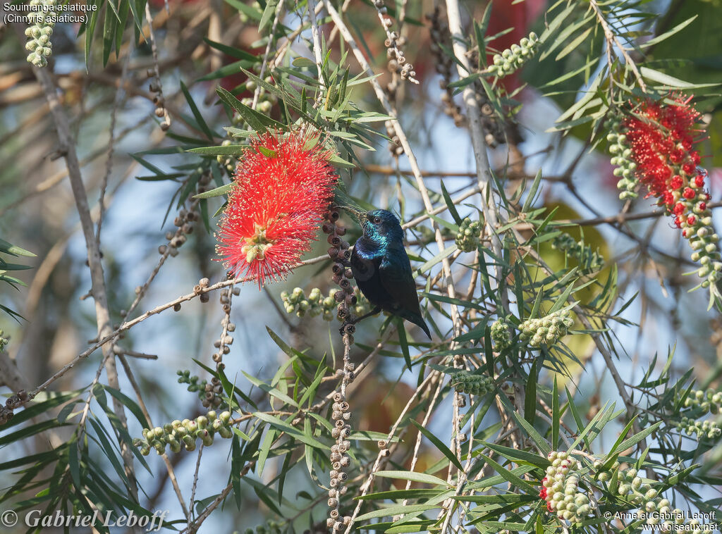 Purple Sunbird male