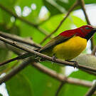 Souimanga de Gould