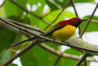 Souimanga de Gould
