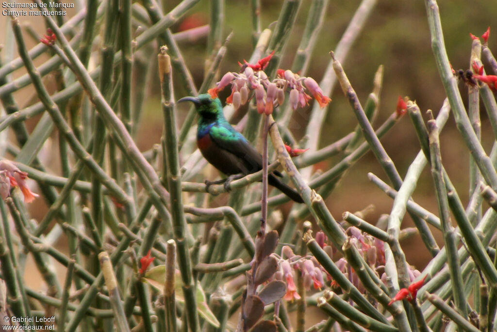 Marico Sunbird