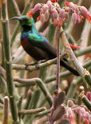 Marico Sunbird