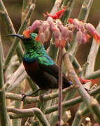 Marico Sunbird