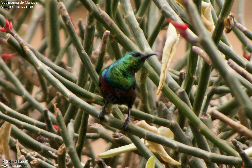 Marico Sunbird