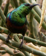 Marico Sunbird