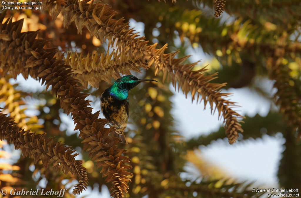 Souimanga Sunbird male immature