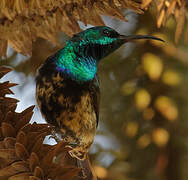 Souimanga Sunbird