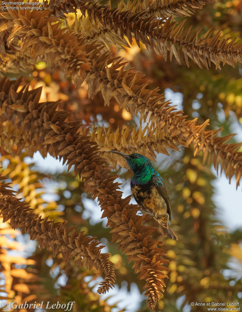 Souimanga Sunbird male immature