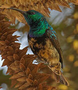 Souimanga Sunbird