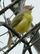 Rufous-browed Peppershrike